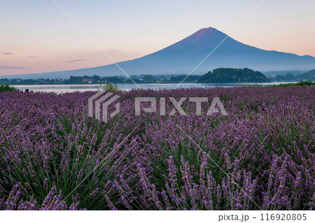 河口湖とラベンダー畑と富士山 116920805