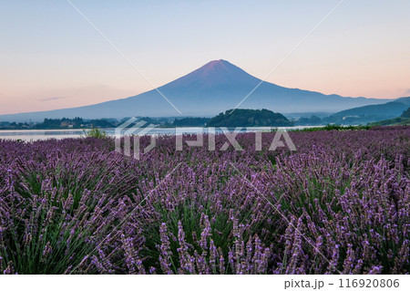河口湖とラベンダー畑と富士山 116920806