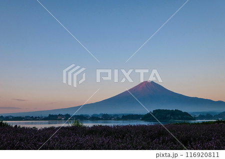 河口湖とラベンダー畑と富士山 116920811