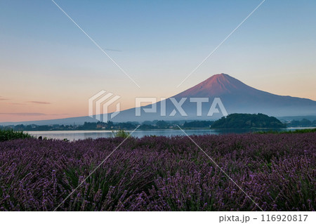 河口湖とラベンダー畑と富士山 河口湖とラベンダー畑と富士山 116920817