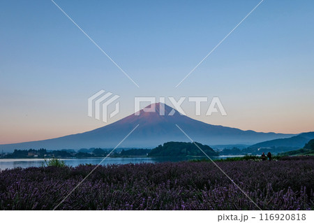 河口湖とラベンダー畑と富士山 116920818
