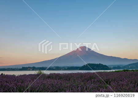 河口湖とラベンダー畑と富士山 河口湖とラベンダー畑と富士山 116920819