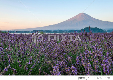 河口湖とラベンダー畑と富士山 河口湖とラベンダー畑と富士山 116920826