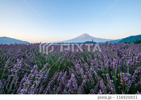 河口湖とラベンダー畑と富士山 河口湖とラベンダー畑と富士山 116920831