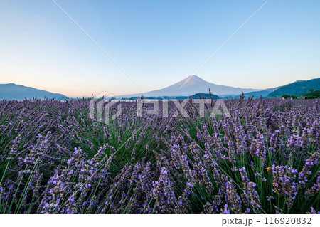 河口湖とラベンダー畑と富士山 河口湖とラベンダー畑と富士山 116920832