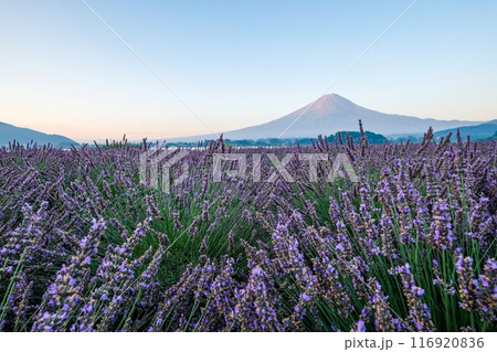河口湖とラベンダー畑と富士山 河口湖とラベンダー畑と富士山 116920836
