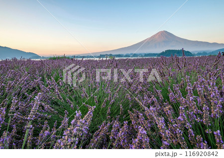 河口湖とラベンダー畑と富士山 116920842