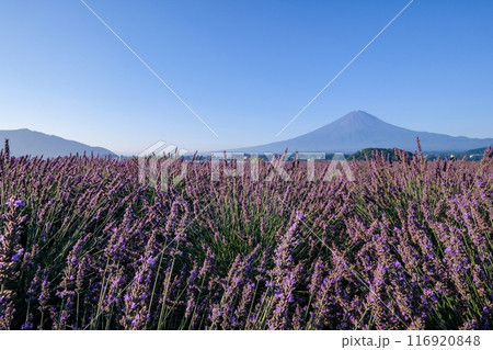 河口湖とラベンダー畑と富士山 116920848