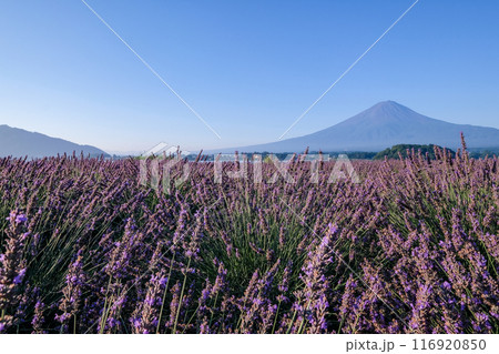 河口湖とラベンダー畑と富士山 116920850