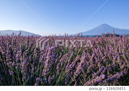 河口湖とラベンダー畑と富士山 河口湖とラベンダー畑と富士山 116920851