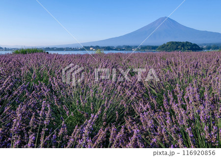 河口湖とラベンダー畑と富士山 116920856