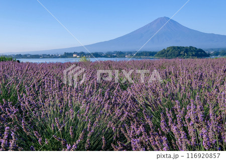 河口湖とラベンダー畑と富士山 116920857