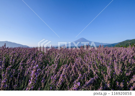 河口湖とラベンダー畑と富士山 116920858