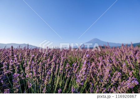 河口湖とラベンダー畑と富士山 116920867