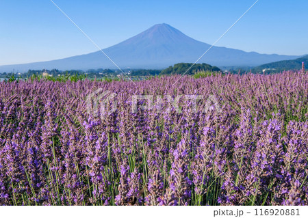 河口湖とラベンダー畑と富士山 116920881