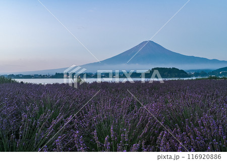 河口湖とラベンダー畑と富士山 116920886
