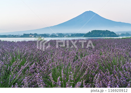 河口湖とラベンダー畑と富士山 河口湖とラベンダー畑と富士山 116920912