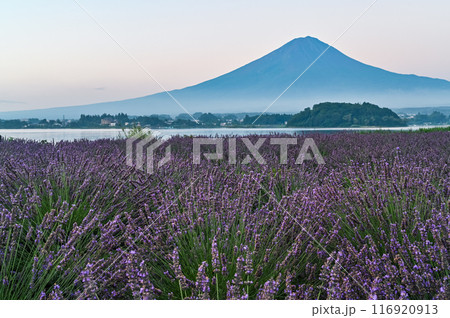 河口湖とラベンダー畑と富士山 116920913