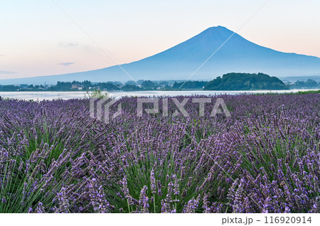 河口湖とラベンダー畑と富士山 河口湖とラベンダー畑と富士山 116920914