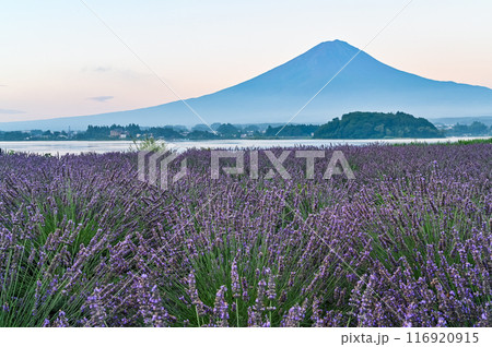 河口湖とラベンダー畑と富士山 河口湖とラベンダー畑と富士山 116920915