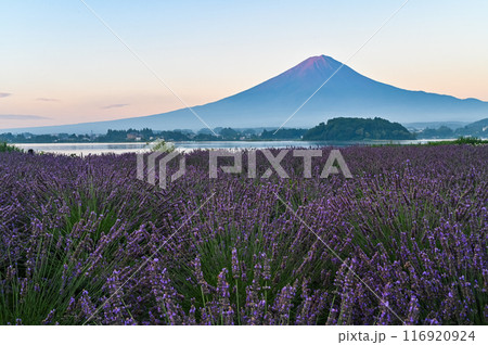 河口湖とラベンダー畑と富士山 116920924