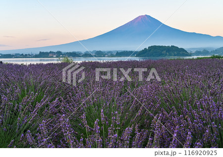 河口湖とラベンダー畑と富士山 116920925