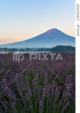 河口湖とラベンダー畑と富士山 116920926