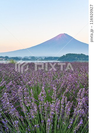 河口湖とラベンダー畑と富士山 116920927