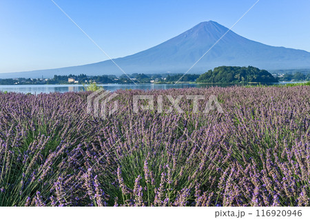 河口湖とラベンダー畑と富士山 河口湖とラベンダー畑と富士山 116920946