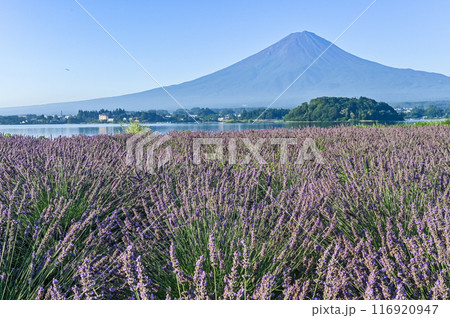 河口湖とラベンダー畑と富士山 河口湖とラベンダー畑と富士山 116920947