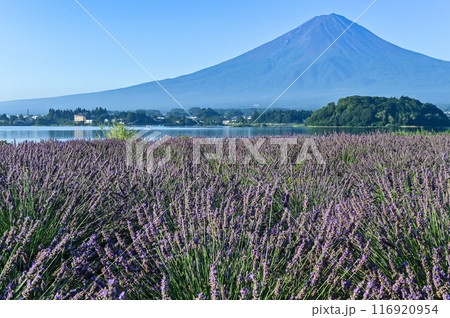 河口湖とラベンダー畑と富士山 116920954