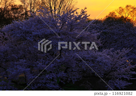 朝焼けに染まる桜並木 116921082