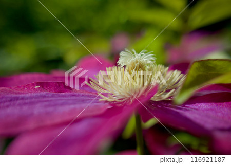 雄蕊へと伸び上がる雌蕊。クレマチス「さぬき王妃」の受粉。花言葉は「精神の美」「甘い束縛」。 雄蕊へと伸び上がる雌蕊。クレマチス「さぬき王妃」の受粉。花言葉は「精神の美」「甘い束縛」。 116921187