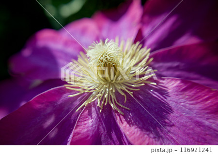雄蕊へと伸び上がる雌蕊。クレマチス「さぬき王妃」の受粉。花言葉は「精神の美」「甘い束縛」。 雄蕊へと伸び上がる雌蕊。クレマチス「さぬき王妃」の受粉。花言葉は「精神の美」「甘い束縛」。 116921241