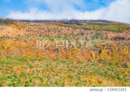 福島 紅葉に染まる安達太良山 116921261