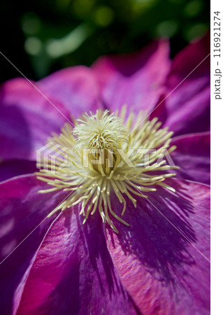 雄蕊へと伸び上がる雌蕊。クレマチス「さぬき王妃」の受粉。花言葉は「精神の美」「甘い束縛」。 雄蕊へと伸び上がる雌蕊。クレマチス「さぬき王妃」の受粉。花言葉は「精神の美」「甘い束縛」。 116921274