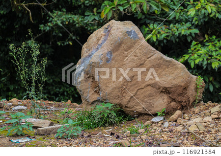 Large stones on the ground in the forest 116921384