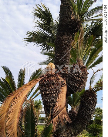 ソテツの雌花 116921404