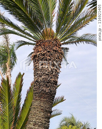 ソテツの雌花 116921405