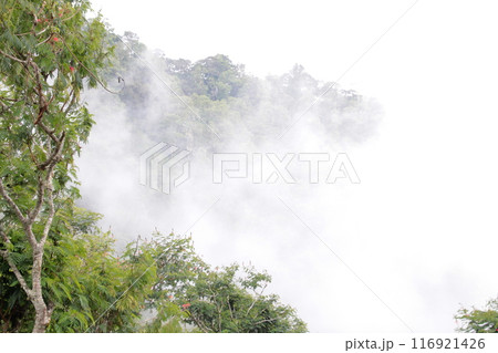 A tree is growing on a hillside with a cloudy sky in the background A tree is growing on a hillside with a cloudy sky in the background 116921426