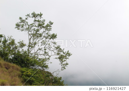 A tree is growing on a hillside with a cloudy sky in the background A tree is growing on a hillside with a cloudy sky in the background 116921427