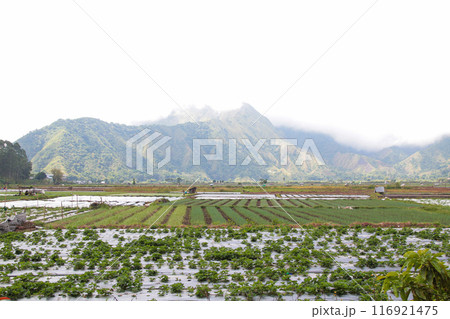 View of rice fields in Sembalun, Lombok, Indonesia View of rice fields in Sembalun, Lombok, Indonesia 116921475