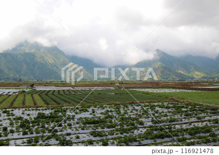 View of rice fields in Sembalun, Lombok, Indonesia View of rice fields in Sembalun, Lombok, Indonesia 116921478