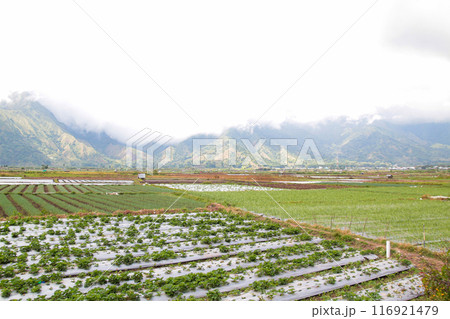 View of rice fields in Sembalun, Lombok, Indonesia View of rice fields in Sembalun, Lombok, Indonesia 116921479