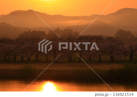 朝焼けに染まる桜並木 116921514