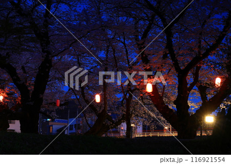 春の展勝地のライトアップ 春の展勝地のライトアップ 116921554