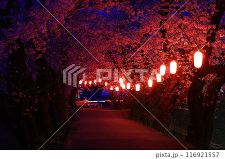 春の展勝地のライトアップ 116921557