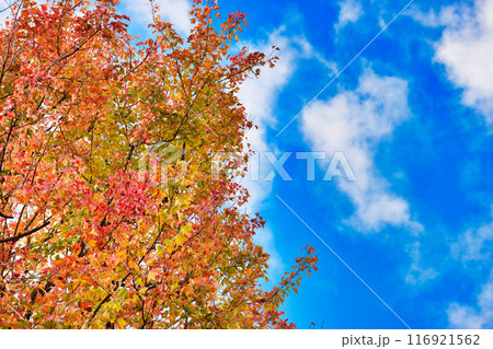皇居 乾通りの美しい紅葉と青空(東京都千代田区) 皇居 乾通りの美しい紅葉と青空(東京都千代田区) 116921562