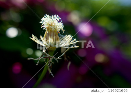 受粉、こぼれる花弁と雄蕊。クレマチス「さぬき王妃」の身籠り。花言葉は「精神の美」「甘い束縛」。 116921693