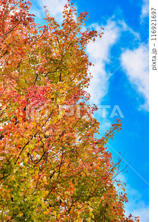 皇居　乾通りの美しい紅葉と青空（東京都千代田区） 116921697